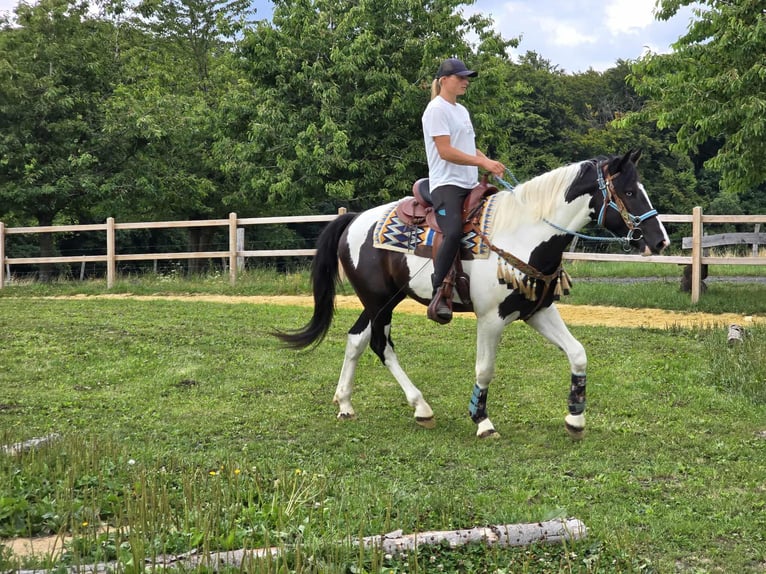 Baroque Pinto Gelding 3 years 15,2 hh Pinto in Linkenbach