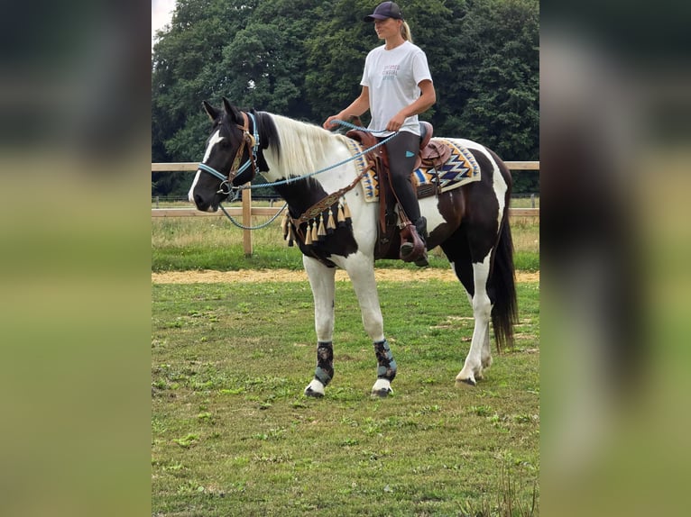Baroque Pinto Gelding 3 years 15,2 hh Pinto in Linkenbach