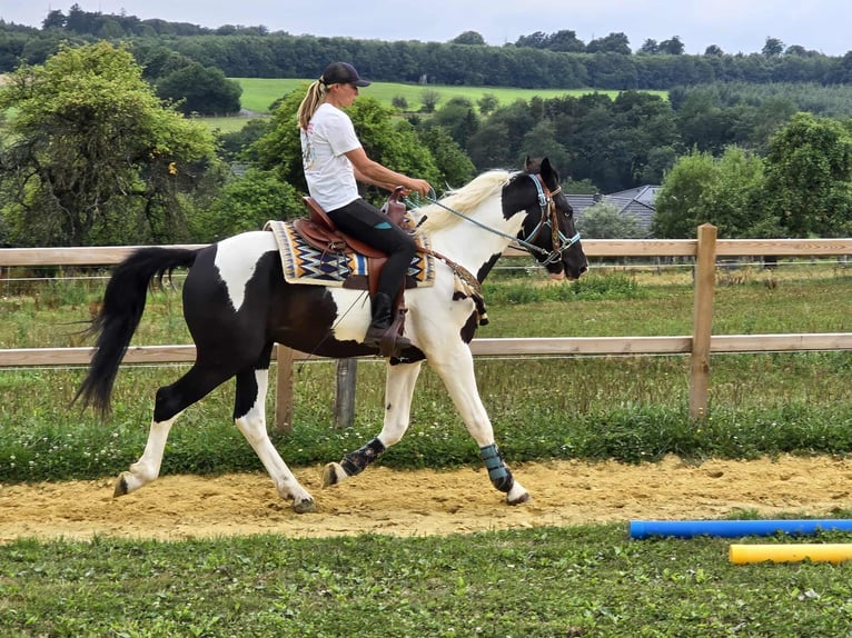 Baroque Pinto Gelding 3 years 15,2 hh Pinto in Linkenbach
