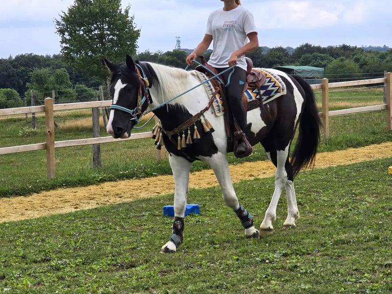 Baroque Pinto Gelding 3 years 15,2 hh Pinto in Linkenbach