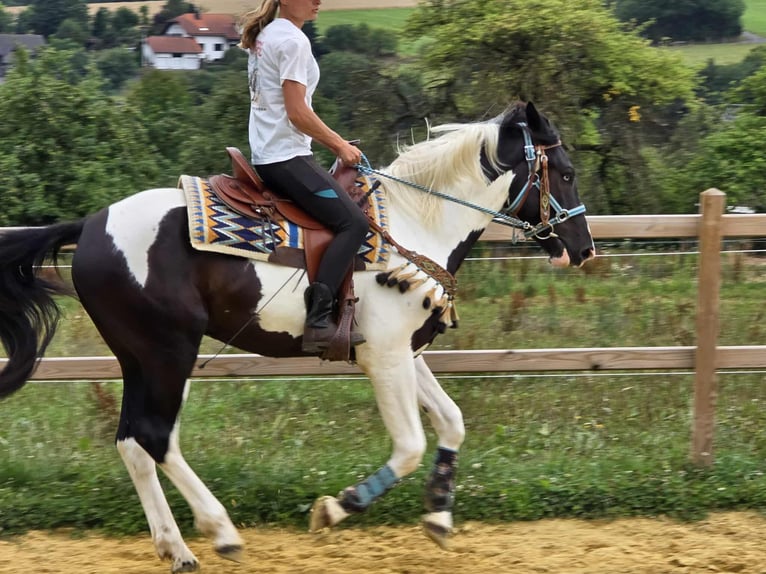 Baroque Pinto Gelding 3 years 15,2 hh Pinto in Linkenbach