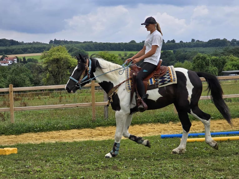 Baroque Pinto Gelding 3 years 15,2 hh Pinto in Linkenbach