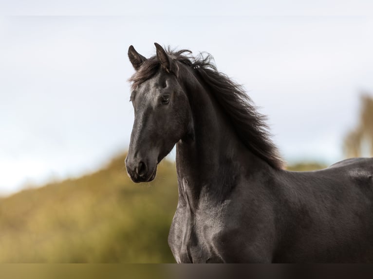 Baroque Pinto Gelding 3 years 16 hh Black in Waldbröl