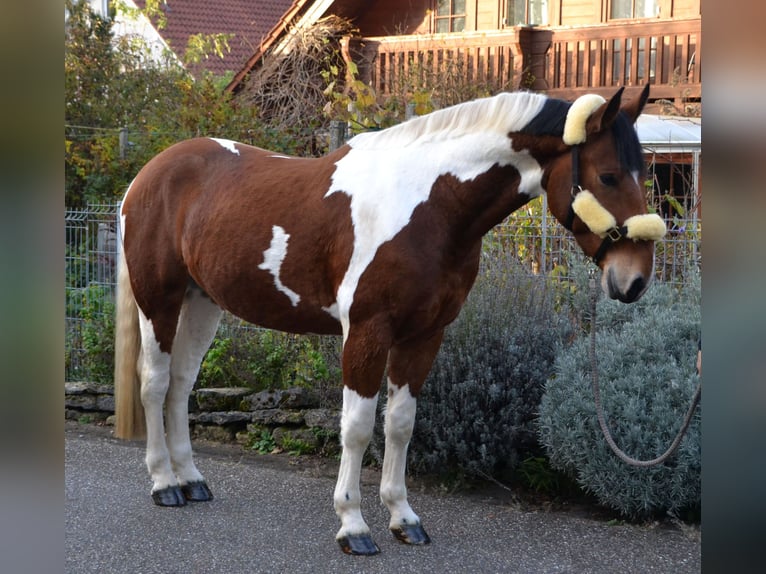 Baroque Pinto Mix Gelding 3 years 16 hh Pinto in Bretten