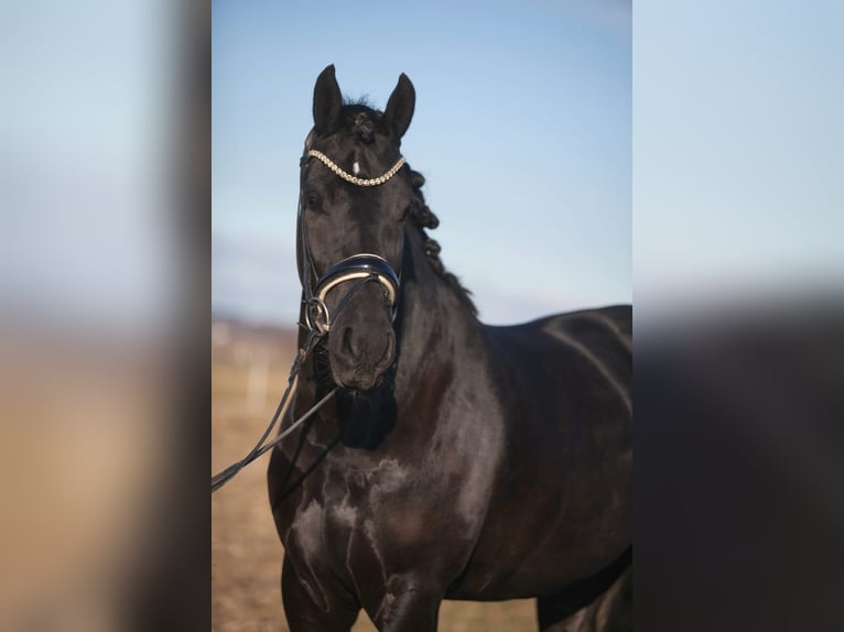 Baroque Pinto Gelding 4 years 15.2 hh Black in Jesenwang