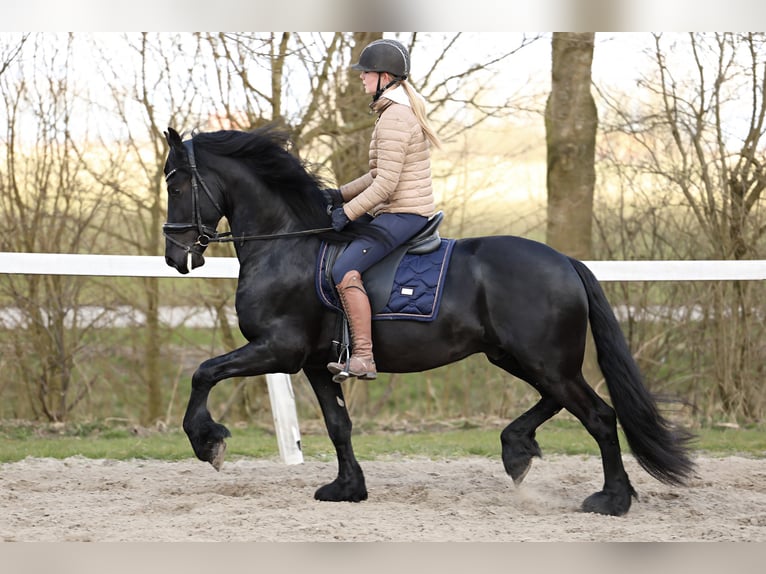 Baroque Pinto Gelding 4 years 15,2 hh Black in Britswert