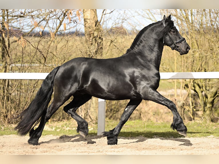 Baroque Pinto Gelding 4 years 15,2 hh Black in Britswert