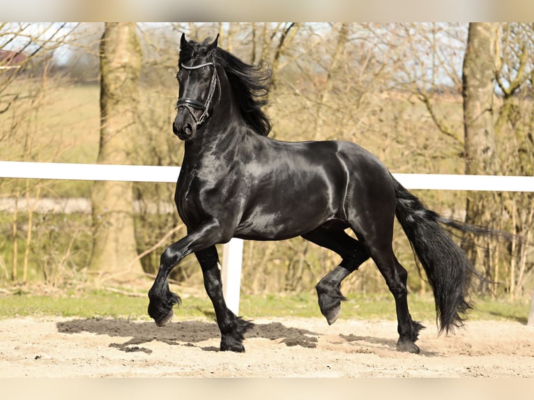 Baroque Pinto Gelding 4 years 15,2 hh Black in Britswert