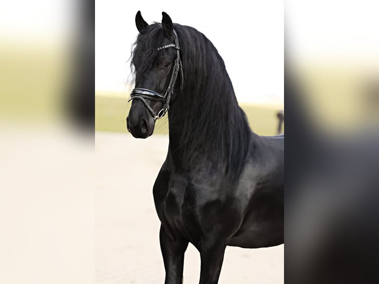 Baroque Pinto Gelding 4 years 15,2 hh Black in Britswert