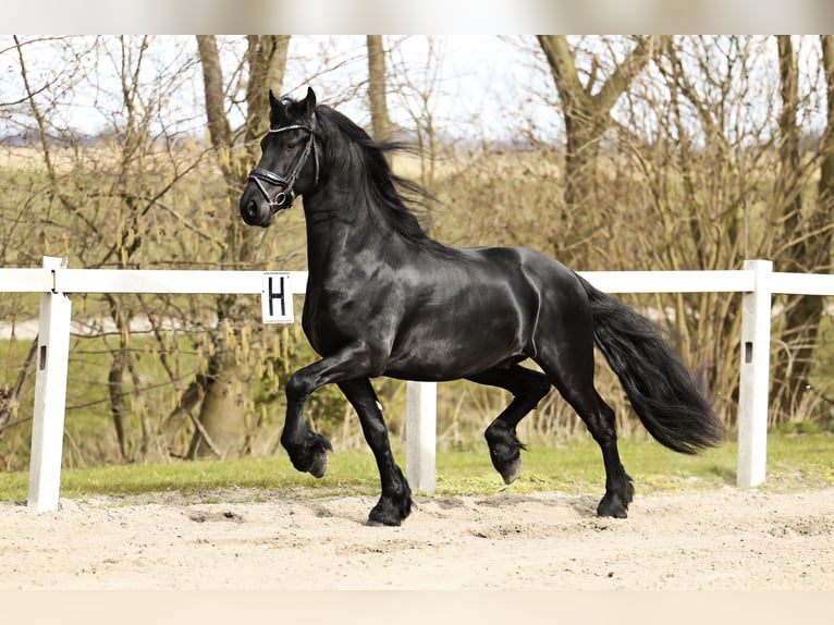 Baroque Pinto Gelding 4 years 15,2 hh Black in Britswert