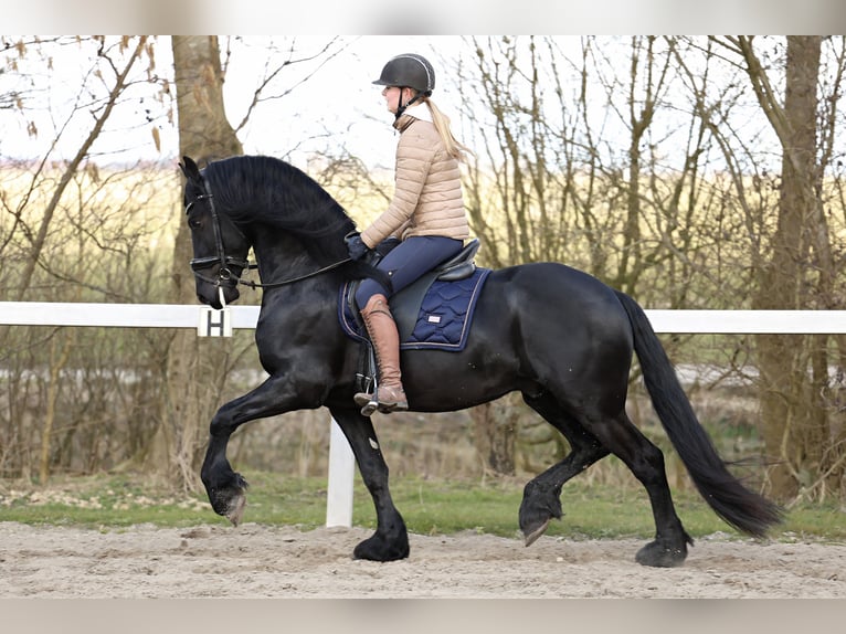 Baroque Pinto Gelding 4 years 15,2 hh Black in Britswert