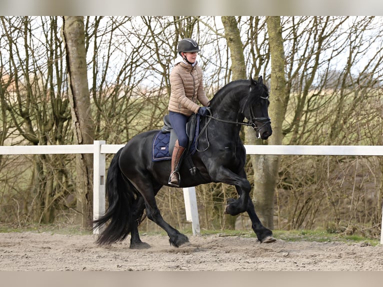 Baroque Pinto Gelding 4 years 15,2 hh Black in Britswert