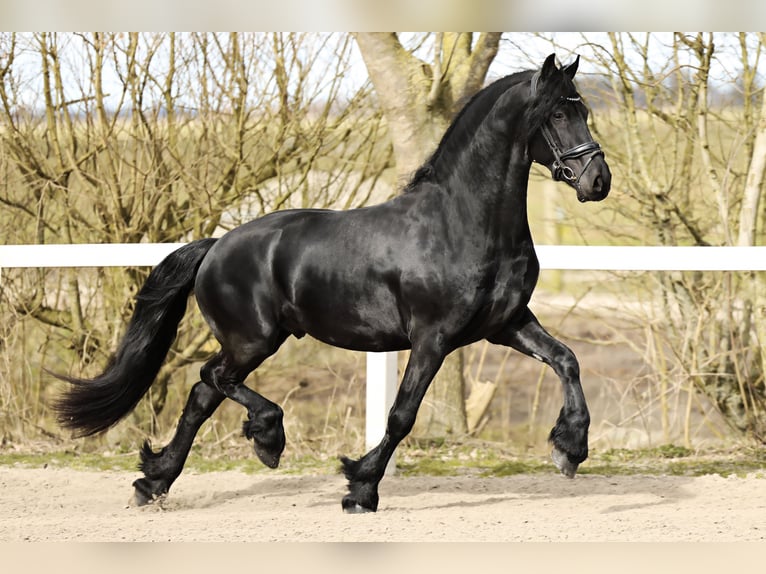 Baroque Pinto Gelding 4 years 15,2 hh Black in Britswert