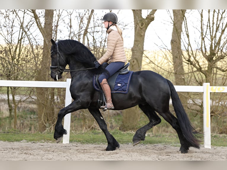 Baroque Pinto Gelding 4 years 15,2 hh Black in Britswert
