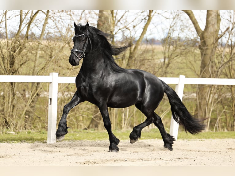 Baroque Pinto Gelding 4 years 15,2 hh Black in Britswert