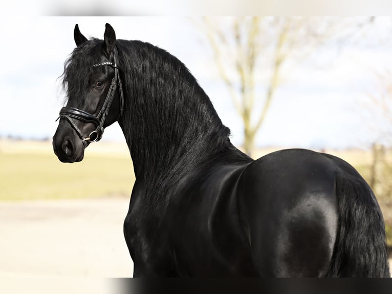 Baroque Pinto Gelding 4 years 15,2 hh Black in Britswert