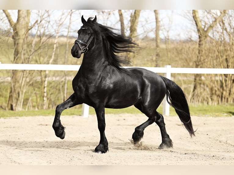 Baroque Pinto Gelding 4 years 15,2 hh Black in Britswert