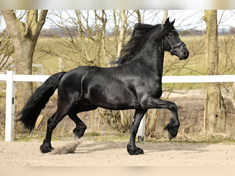 Baroque Pinto Gelding 4 years 15,2 hh Black in Britswert