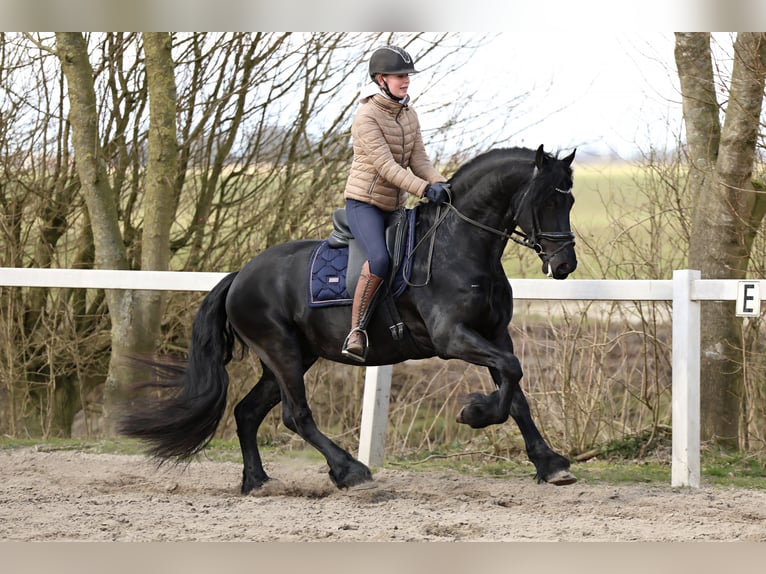 Baroque Pinto Gelding 4 years 15,2 hh Black in Britswert