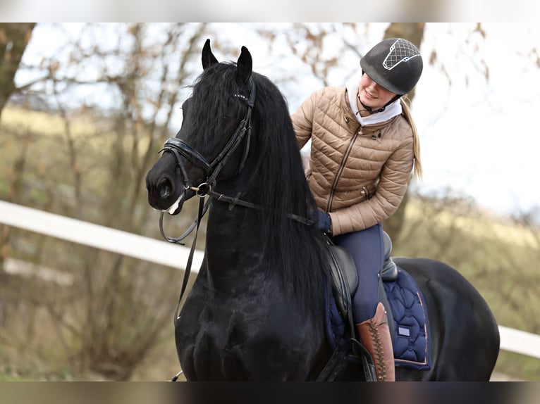 Baroque Pinto Gelding 4 years 15,2 hh Black in Britswert