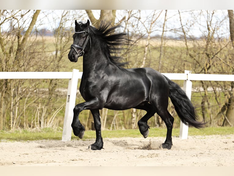 Baroque Pinto Gelding 4 years 15,2 hh Black in Britswert