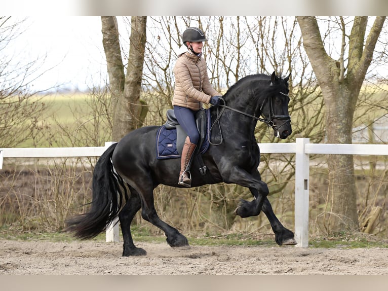 Baroque Pinto Gelding 4 years 15,2 hh Black in Britswert