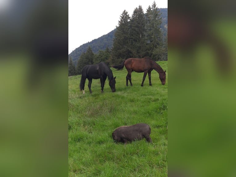 Baroque Pinto Gelding 4 years 16,2 hh Pinto in Bramberg am Wildkogel