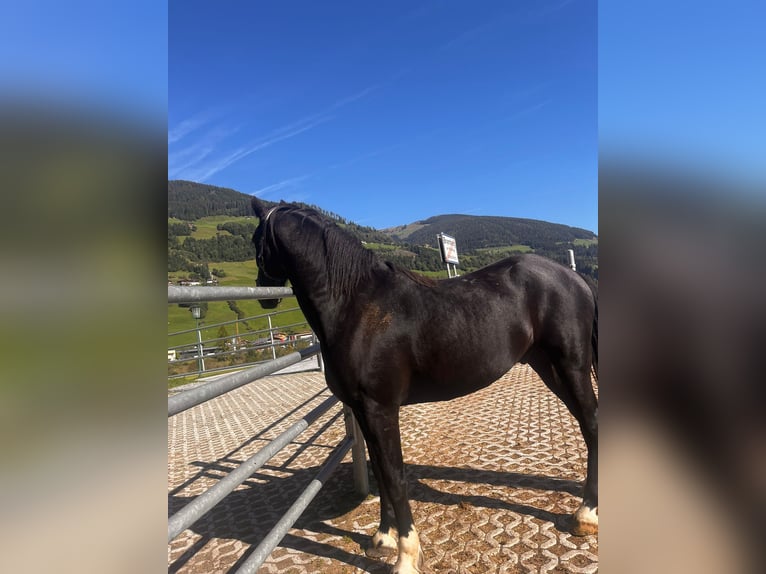 Baroque Pinto Gelding 4 years 16,2 hh Pinto in Bramberg am Wildkogel