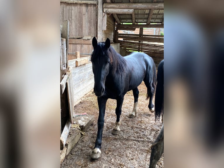 Baroque Pinto Gelding 4 years 16,2 hh Pinto in Bramberg am Wildkogel