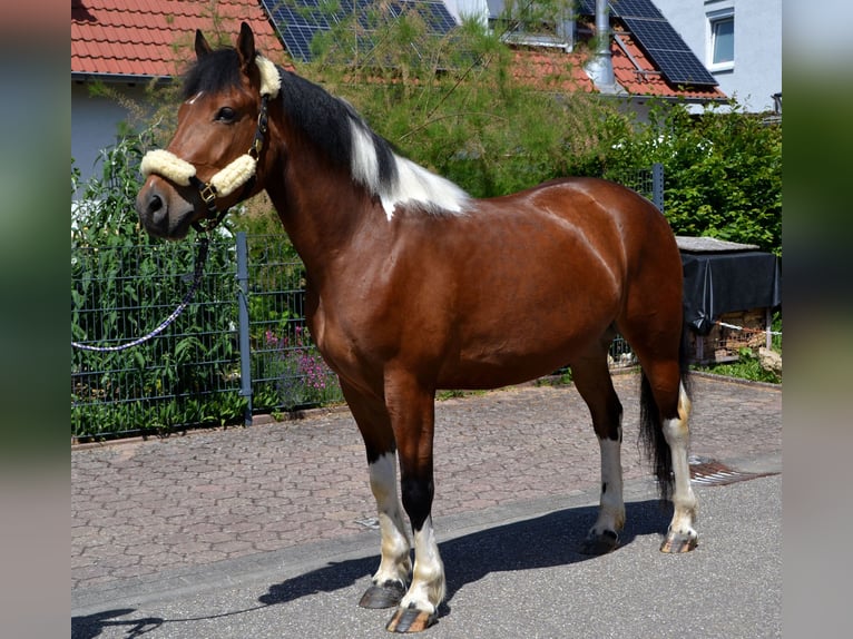 Baroque Pinto Mix Gelding 4 years 16 hh Pinto in Bretten