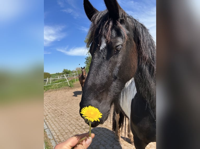 Baroque Pinto Gelding 4 years 16 hh Pinto in Schmelz