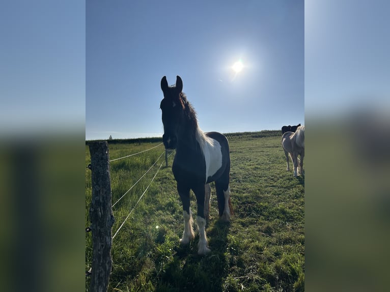 Baroque Pinto Gelding 4 years 16 hh Pinto in Schmelz