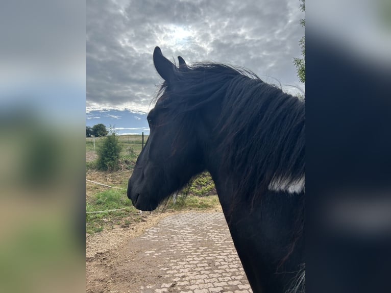 Baroque Pinto Gelding 4 years 16 hh Pinto in Schmelz