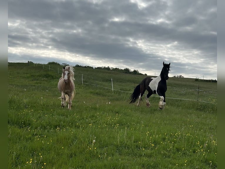 Baroque Pinto Gelding 4 years 16 hh Pinto in Schmelz