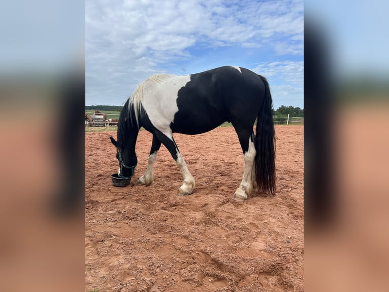Baroque Pinto Gelding 4 years 16 hh Pinto in Schmelz