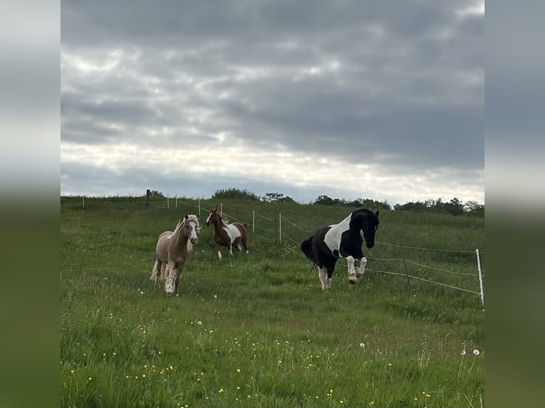 Baroque Pinto Gelding 4 years 16 hh Pinto in Schmelz