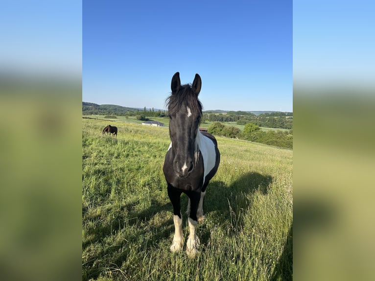 Baroque Pinto Gelding 4 years 16 hh Pinto in Schmelz