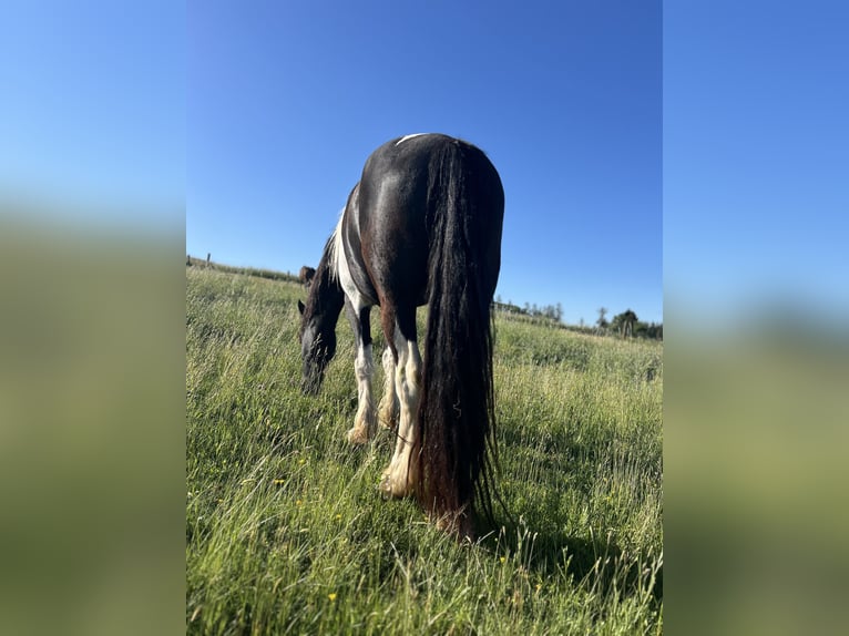 Baroque Pinto Gelding 4 years 16 hh Pinto in Schmelz