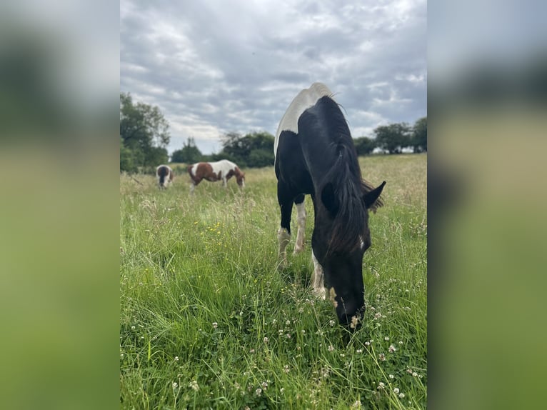 Baroque Pinto Gelding 4 years 16 hh Pinto in Schmelz