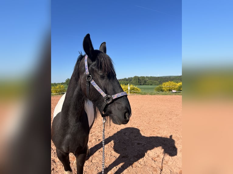 Baroque Pinto Gelding 4 years 16 hh Pinto in Schmelz