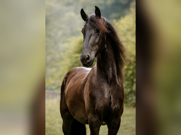 Baroque Pinto Gelding 4 years Black in Anhausen