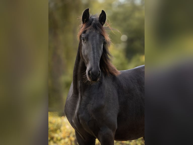 Baroque Pinto Gelding 4 years Black in Anhausen