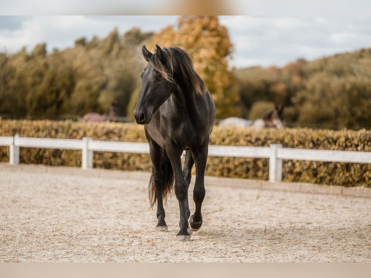 Baroque Pinto Gelding 4 years Black in Anhausen