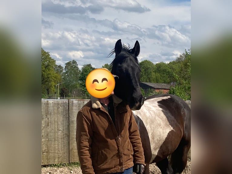 Baroque Pinto Gelding 5 years 15,2 hh Pinto in Meppen