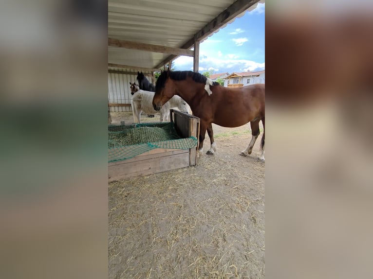 Baroque Pinto Mix Gelding 5 years 15 hh Pinto in Deggendorf