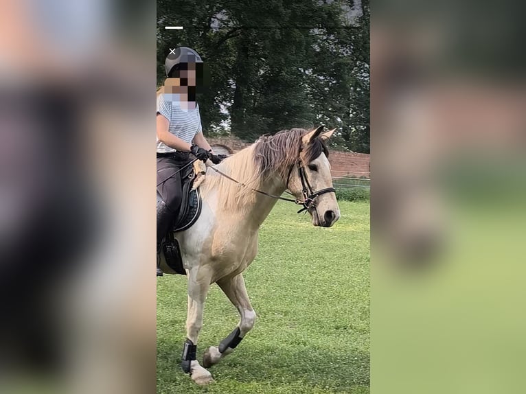 Baroque Pinto Gelding 5 years 15,2 hh Buckskin in Zschortau