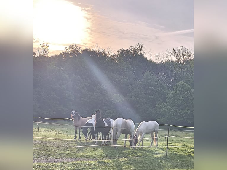 Baroque Pinto Gelding 5 years 15,2 hh Buckskin in Zschortau
