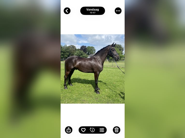 Baroque Pinto Gelding 5 years 16.2 hh Black in Elburg