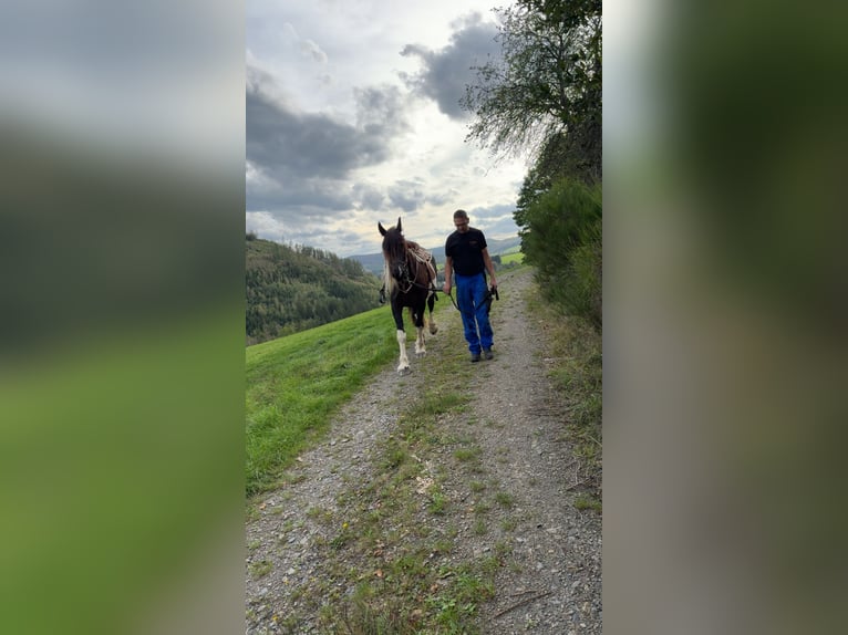 Baroque Pinto Gelding 5 years 16 hh Pinto in Bad Laasphe