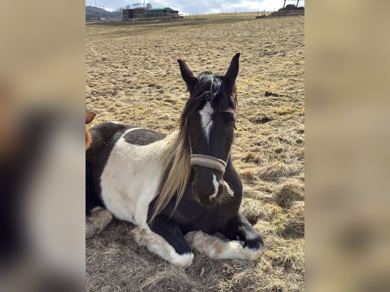 Baroque Pinto Gelding 5 years 16 hh Pinto in Bad Laasphe